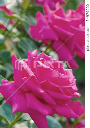 Roses image Roses image 54979900