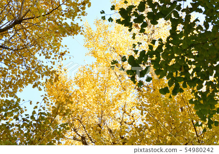 在黃色生葉的銀杏樹樹的樹梢的低角度拍的照片 54980242