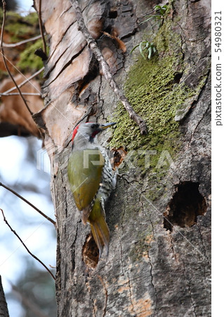 Aogera Aogera 54980321