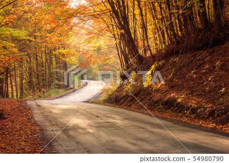 Autumn colorful forest winding road, nature landscape 54980790