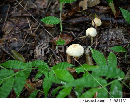 Landscape plant mushrooms photo Coming of autumn Mushrooms in the forest Mushrooms after the rain 54981181