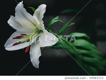 Water dripping lily Water dripping lily 54981513
