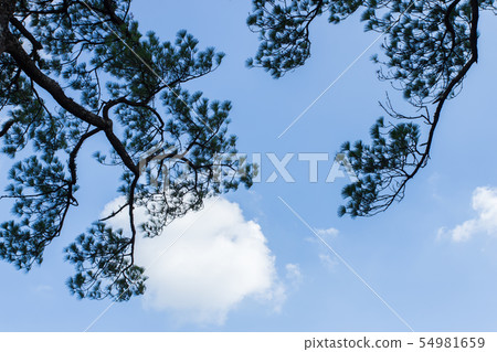 Pinus mugo - It is also known as creeping pine, 54981659