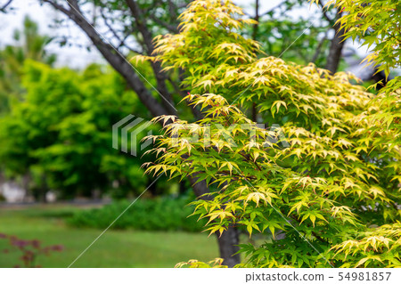 京都信州京都 京都信州京都 54981857