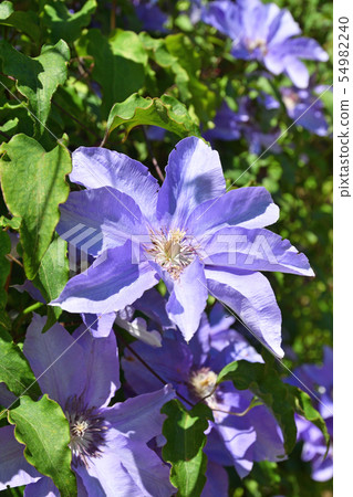 Plant: Clematis caterpillar family 54982240