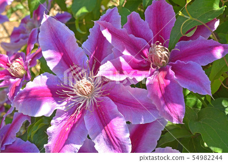 Plant: Clematis caterpillar family 54982244