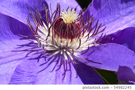 Plant: Clematis caterpillar family 54982245