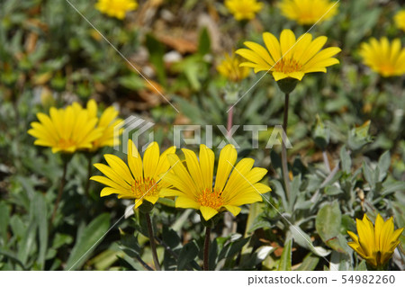 Plants: Gazania Ligensk Plants: Gazania Ligensk 54982260