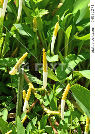 植物:Orontium tallowaceae 植物:Orontium tallowaceae 54982271