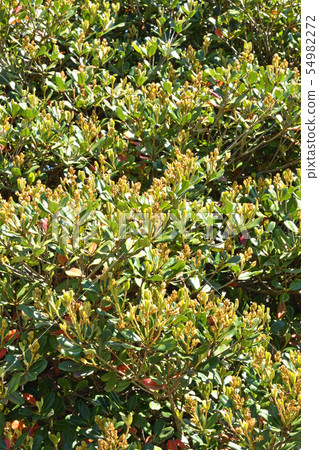 Tree: Sharingbird family Tree: Sharingbird family 54982272