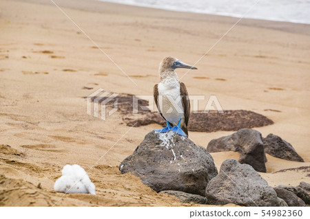 Galapagos animals: Blue-footed Booby - Iconic famous galapagos wildlife 54982360