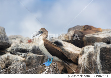 Galapagos animals: Blue-footed Booby - Iconic famous galapagos wildlife 54982361