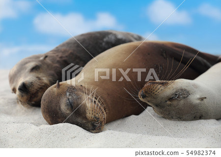 Animals Sea Lion Family in sand lying on beach Galapagos Islands - Cute adorable 54982374