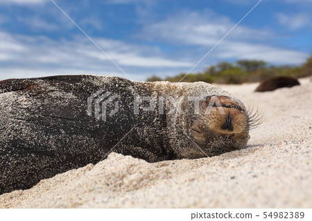 Galapagos Sea Lion in sand lying on beach 54982389