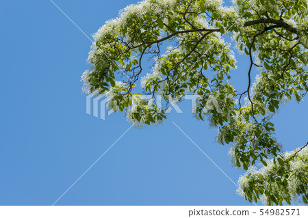 流蘇樹 流蘇樹 54982571