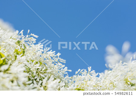 流蘇樹 流蘇樹 54982611