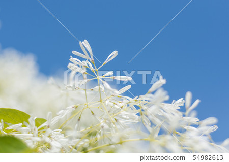 Honeybird Honeybird 54982613