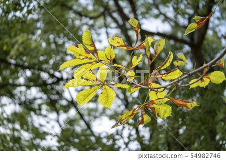 Yellow leaf of horseradish Yellow leaf of horseradish 54982746