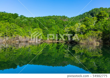 新鮮的綠色青苔池：May Kitaazumi-gun Odani村 54982775