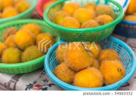 Hairy-fruited eggplant, Thai call Maeuk at market 54983352