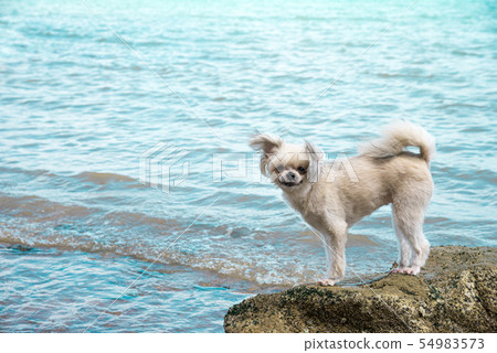 Dog happy fun on rocky beach when travel at sea 54983573