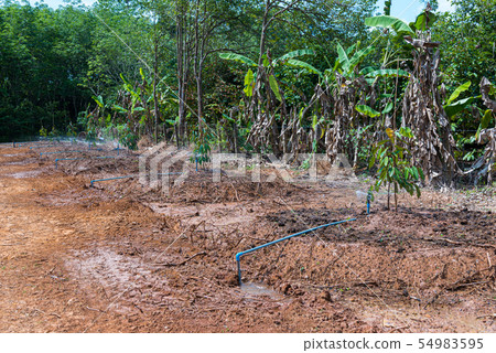 Durian seedling or sapling durian is king of fruit 54983595