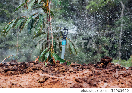 Durian seedling or sapling durian is king of fruit 54983600