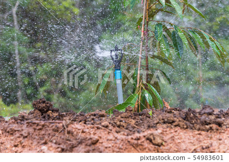 Durian seedling or sapling durian is king of fruit 54983601