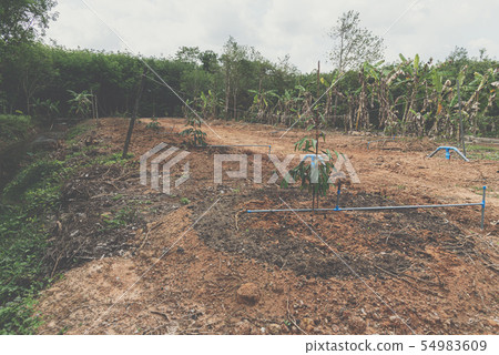 Durian seedling or sapling durian is king of fruit 54983609