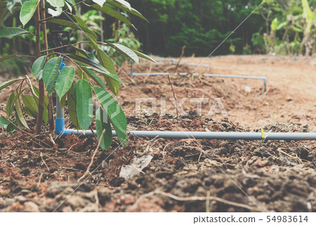 Durian seedling or sapling durian is king of fruit Durian seedling or sapling durian is king of fruit 54983614
