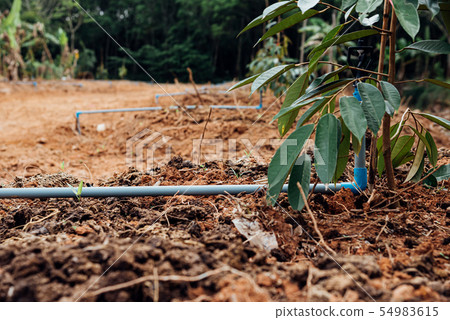 Durian seedling or sapling durian is king of fruit 54983615
