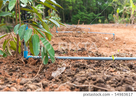 Durian seedling or sapling durian is king of fruit 54983617