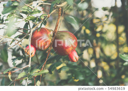 Punica (Pomegranate or Punica granatum) in garden Punica (Pomegranate or Punica granatum) in garden 54983619