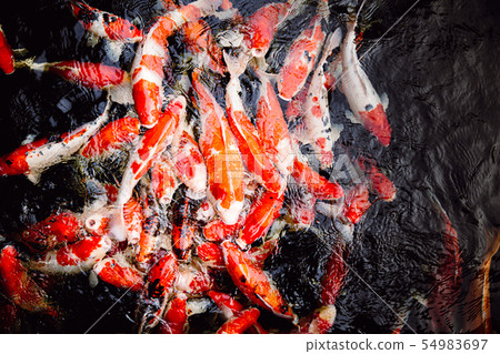 a lot of japanese koi carp fish in black pond 54983697