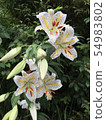  Wild lily 54983802
