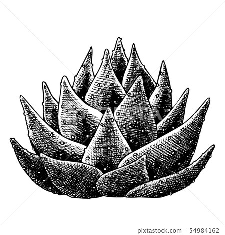 Succulent Leaves Agave Cactus Hand Drawn Vector 54984162
