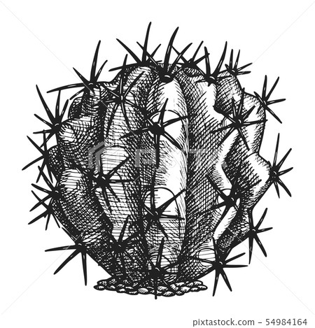 Ferocactus Echidne Barrel Cactus Vintage Vector 54984164