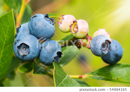 Organic heathberries at summer garden 54984165