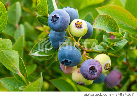 Organic heathberries ripen at garden 54984167