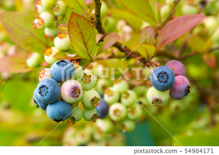 Close-up heathberry at garden 54984171