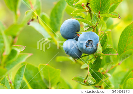 Close up heathberries or bilberries 54984173