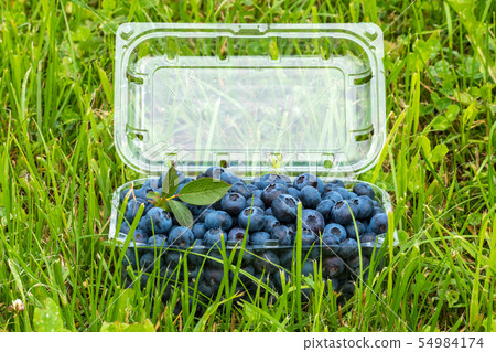 Bog whortleberry in a plastic box 54984174