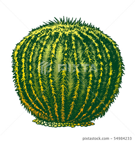 Color Round Desert Plant Cactus Ink Hand Drawn Vector 54984233