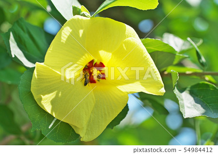 Yellow Hamabou flower 54984412