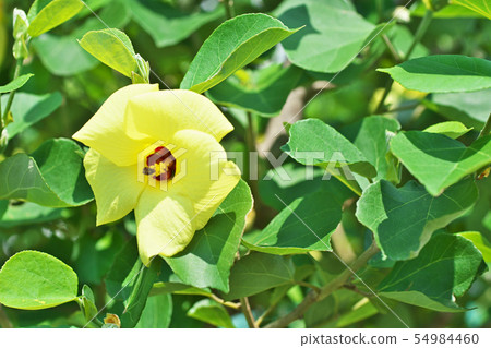 黃色Hamabou花 54984460