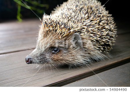 Young hedgehog in natural habitat 54984490