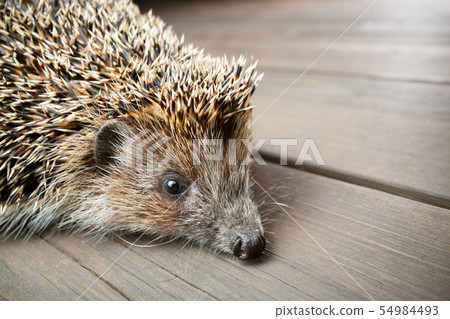 Young hedgehog in natural habitat 54984493