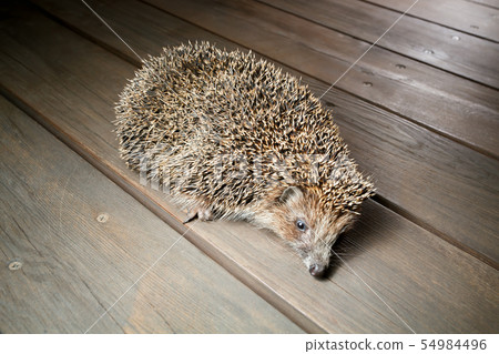 Young hedgehog in natural habitat 54984496