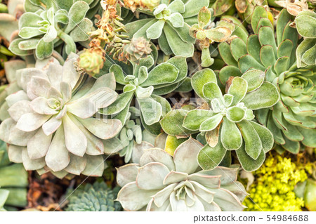 Variety of cacti agave succulent plants Variety of cacti agave succulent plants 54984688