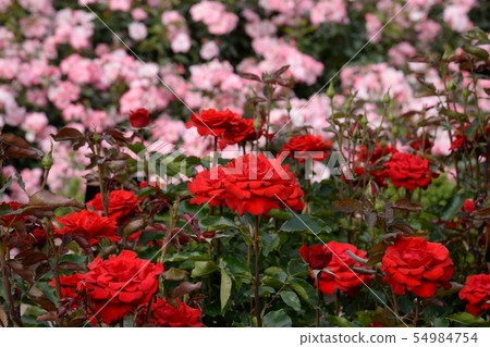 Rose flower Rose flower 54984754